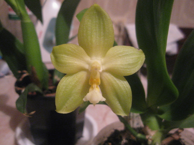 Phal.Yin`s Green Jewel .jpg