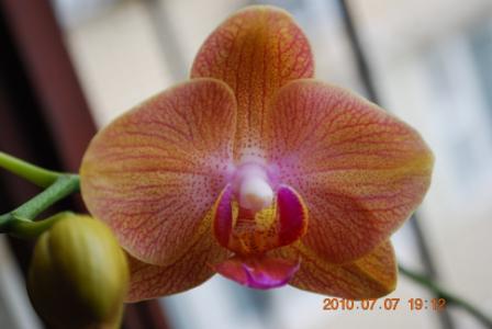 Taisuco Cocktail 'Orange'.jpg