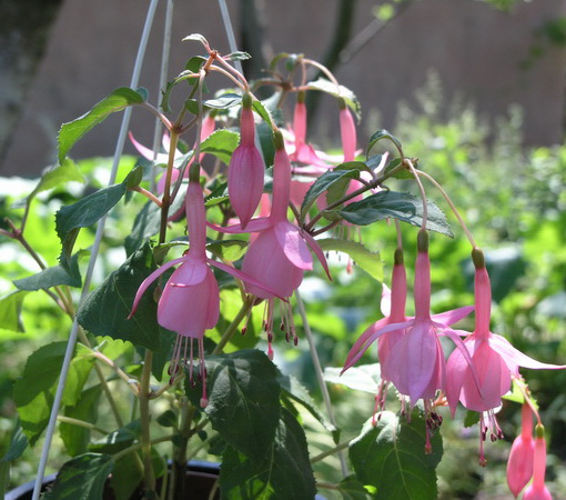 Beacon Rose.jpg