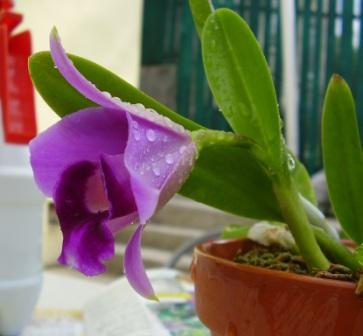 Laelia pumila