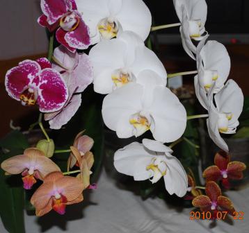 Изображение 962.jpg