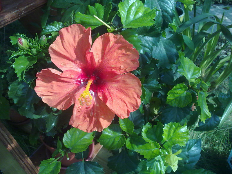 14072010051.jpg