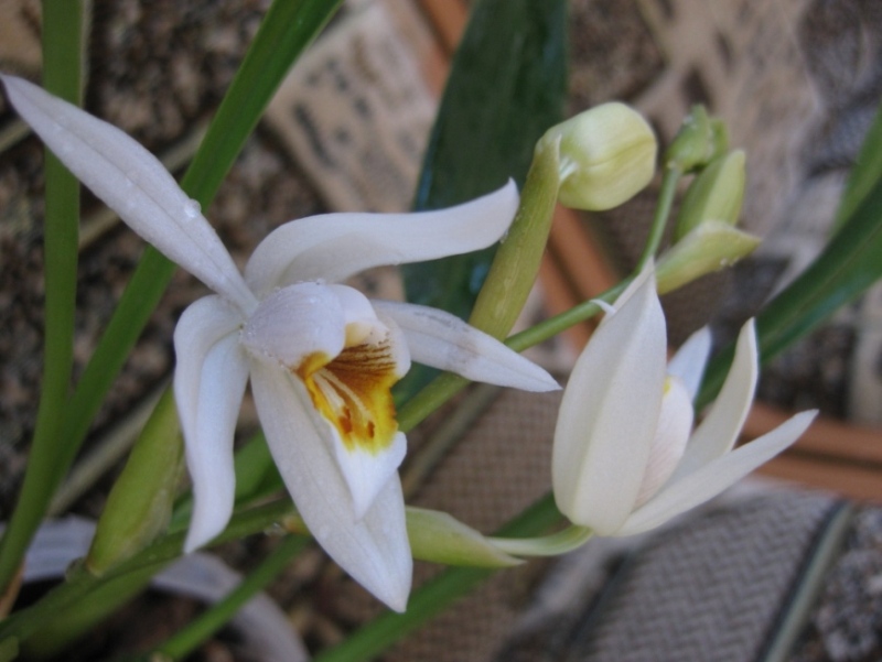 Целогина флацида