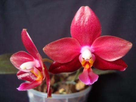 Phalaenopsis Ho is Black Cherub "Orchis"