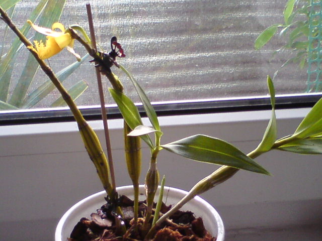 пришел недавно с Швертера