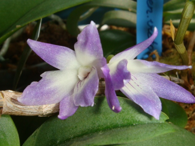 дендробиум виктория-регина