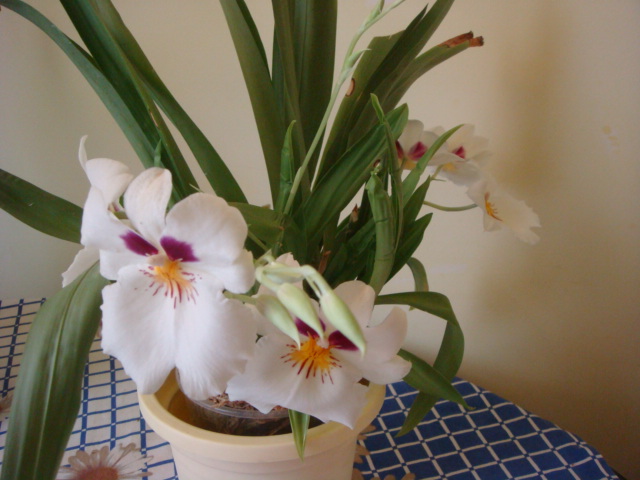 мильтония гибр.