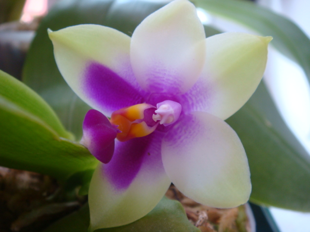 виолацея на виолацея