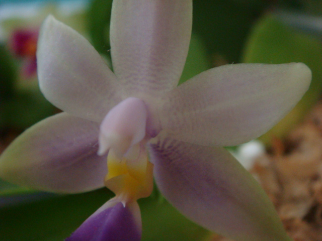 PHALAENOPSIS violacea’blue’