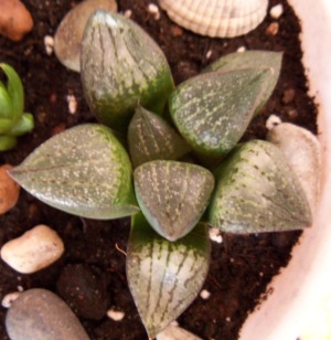 Haworthia comptoniana.jpg