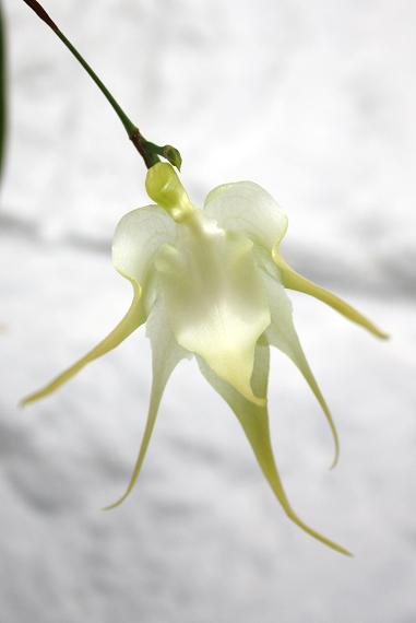 Призрак 1.jpg