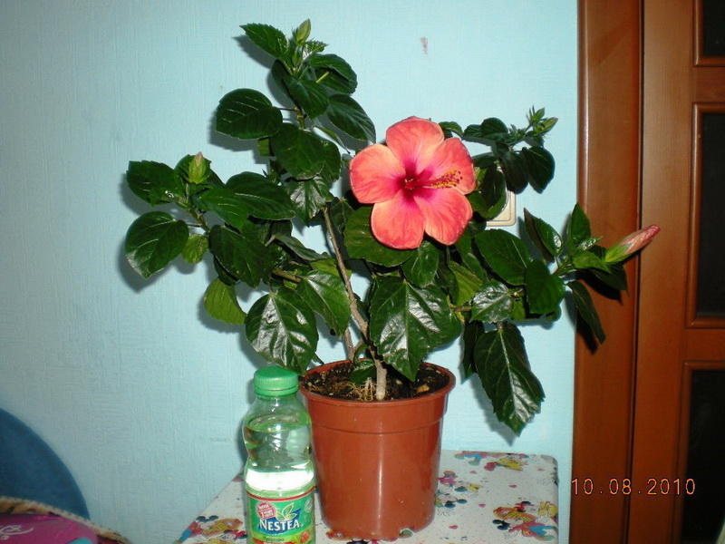10.08.2010 015.jpg