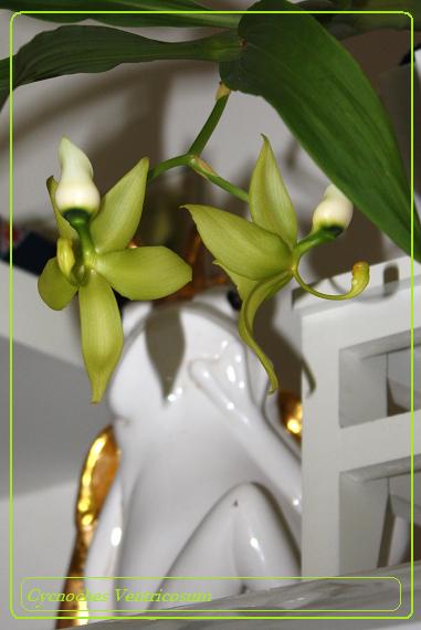 Cycnoches Ventricosum из Италии.jpg