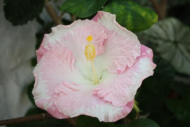 Галин подарок.jpg