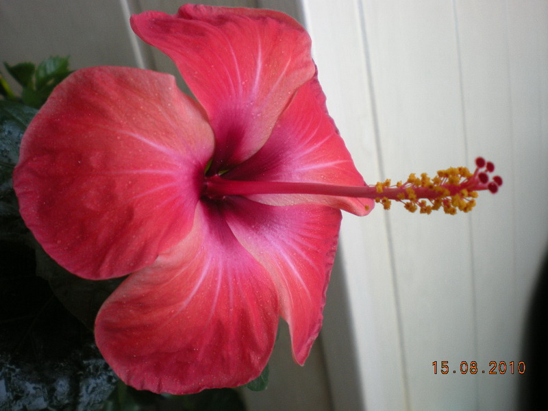 15.08.2010 005.jpg