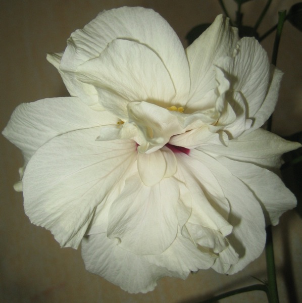 IMG_7877.JPG