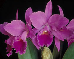 Cattleya labiata rubra “Schuller”.jpg