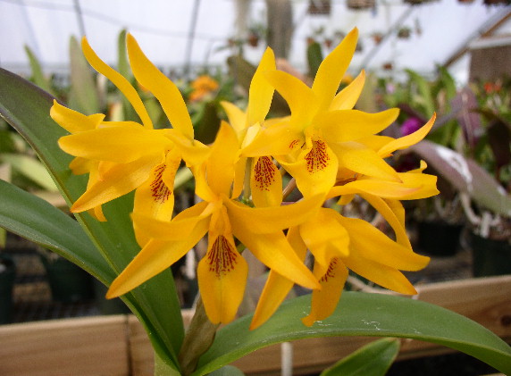 Cattleya aurantiaca yellow “Miami” x self .jpg