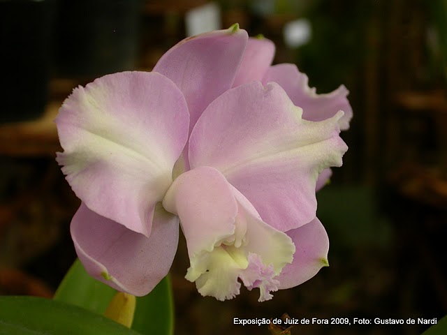 Cattleya loddigesii aquinii “Álvaro Pereira”.jpg