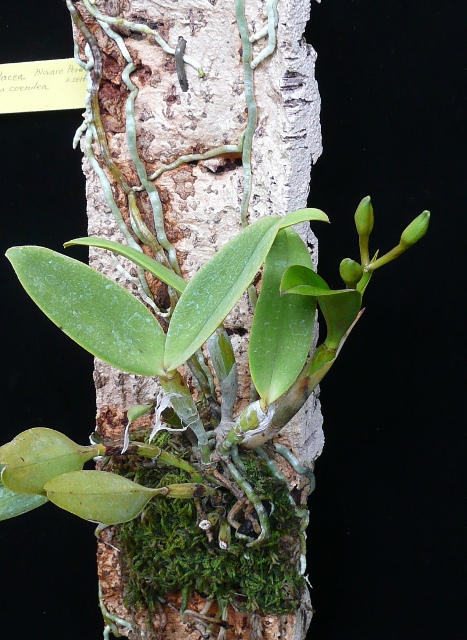 Cattleya violacea coerulea “Álvaro Pereira” .JPG