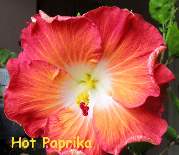 Hot Paprika 2 .jpg