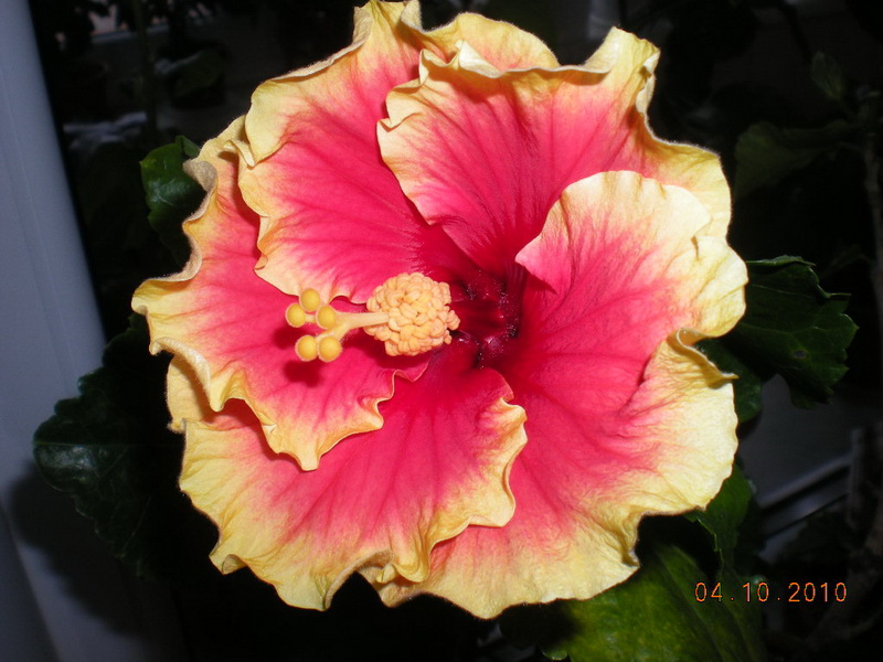 Гоммер 028.jpg