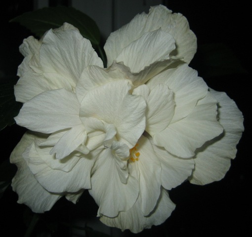 IMG_9836.JPG