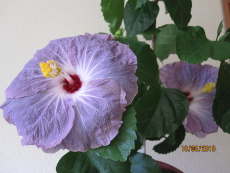 Blue Ballerina_дубль.jpg