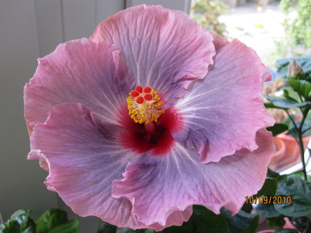 Miss Congeniality_1.jpg