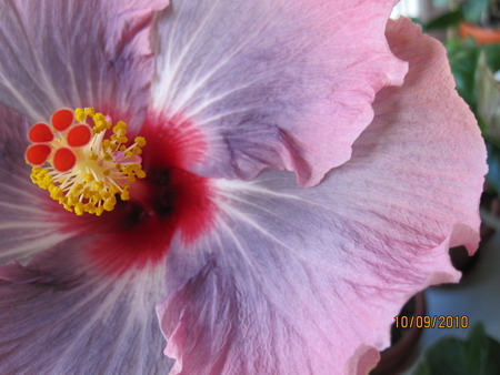 Miss Congeniality_2.jpg