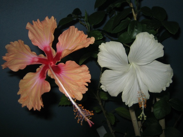 IMG_9867.JPG