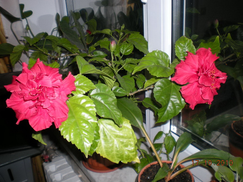 гибиски 008.jpg