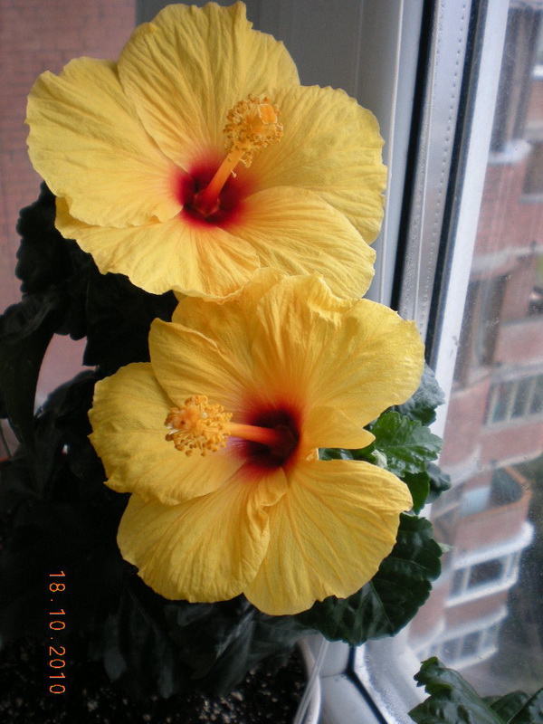 гибиски 013.jpg