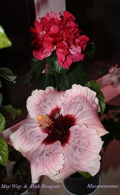 May Way  &  Pink Bouquet.jpg