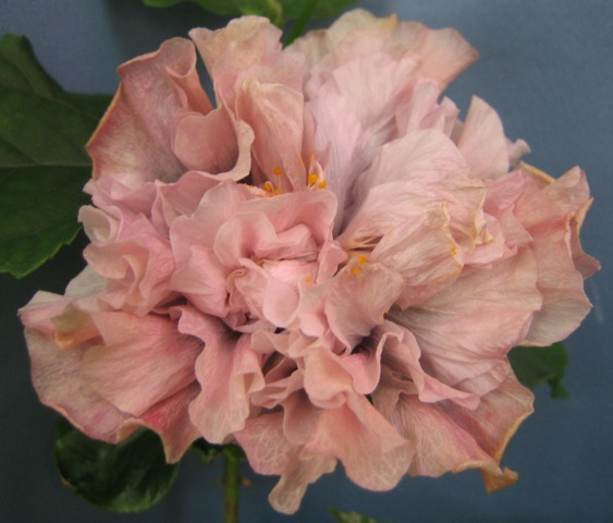 помятые, опыленные, но гордые и стойкие.. :)))