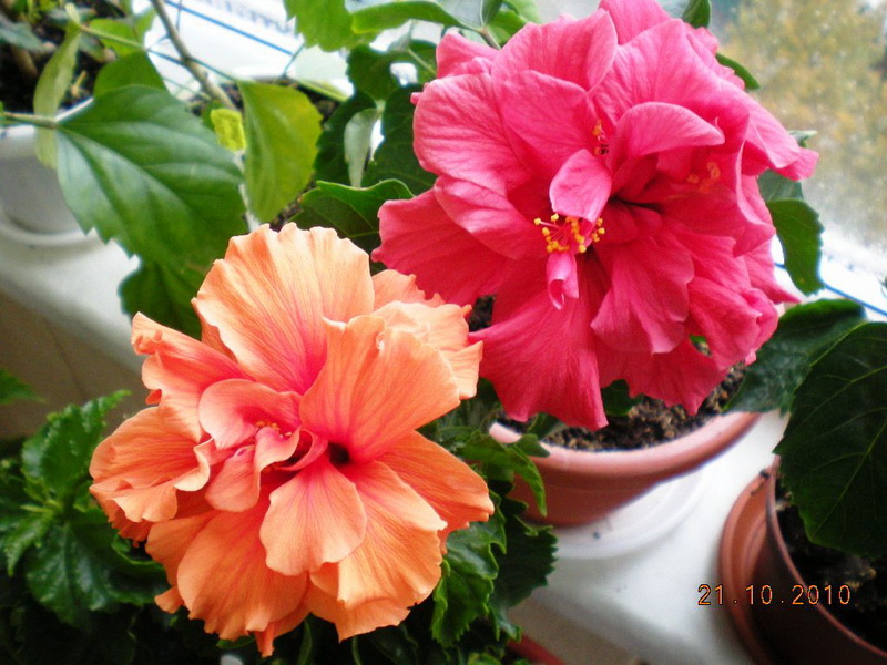 Дуэт и махрун розовый.jpg