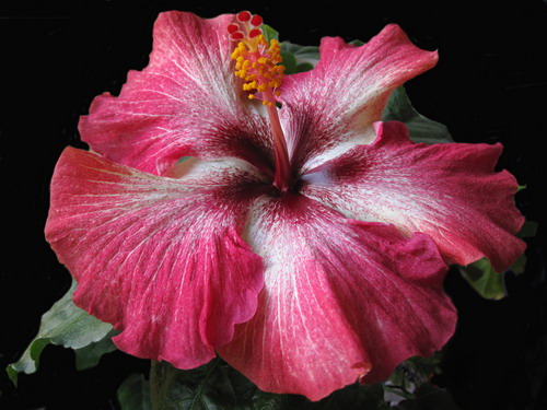 Silver Dragon 006.jpg