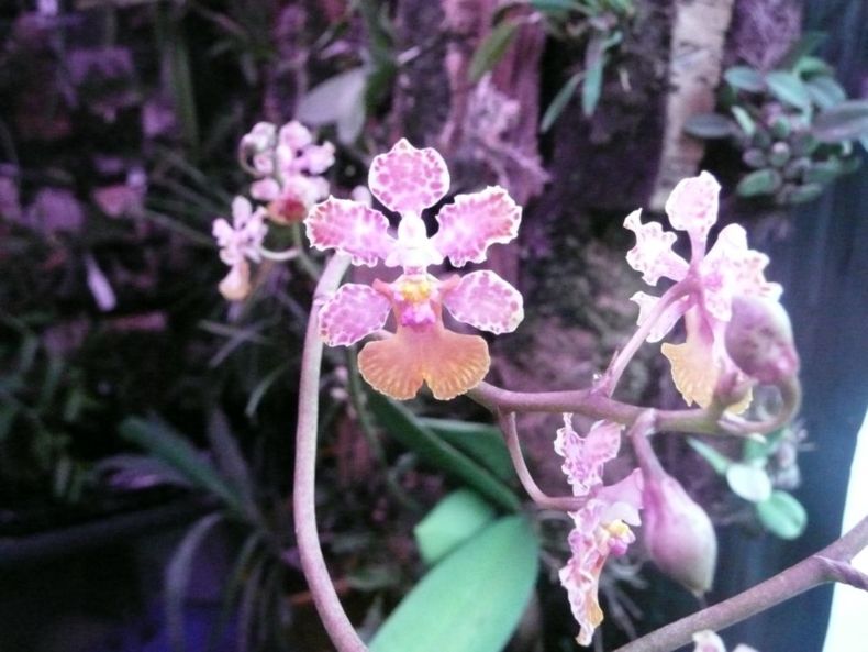Oncidium carthagenense 1