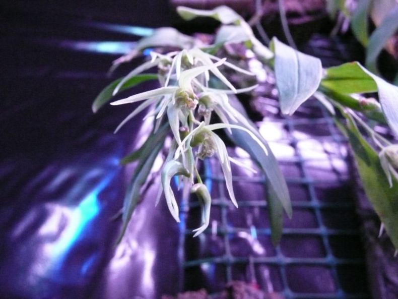 Dendrobium denudans 4.JPG