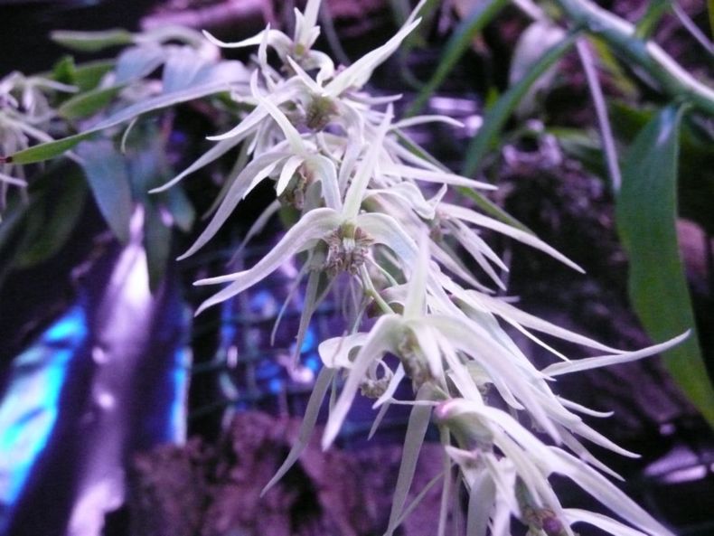 Dendrobium denudans 3.JPG