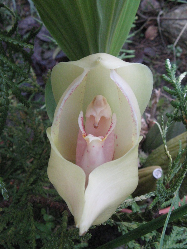 uniflora.JPG