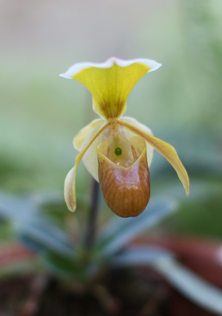 Paphiopedilum helenae.jpg