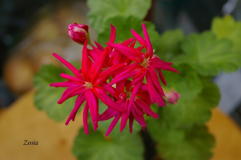 IMGP0261.JPG