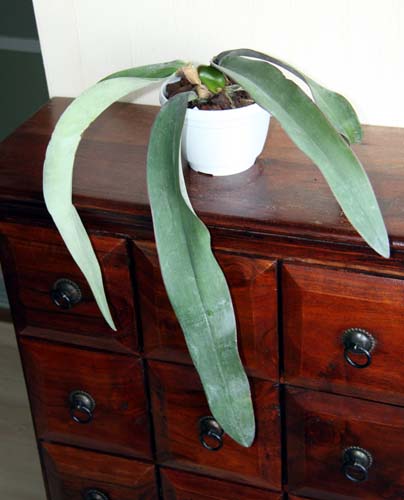 Bulb.phalaenopsis