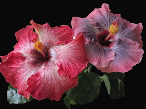 Группа 002.jpg