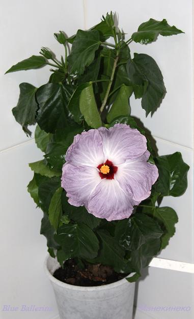 Показываем нашу крону)))