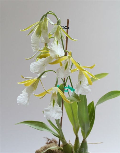 Encyclia mariae