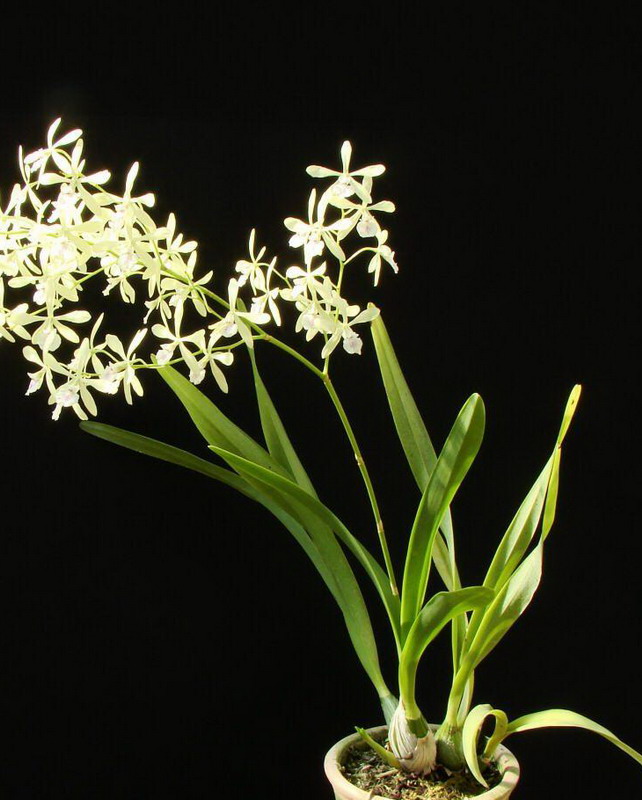 Encyclia profusa