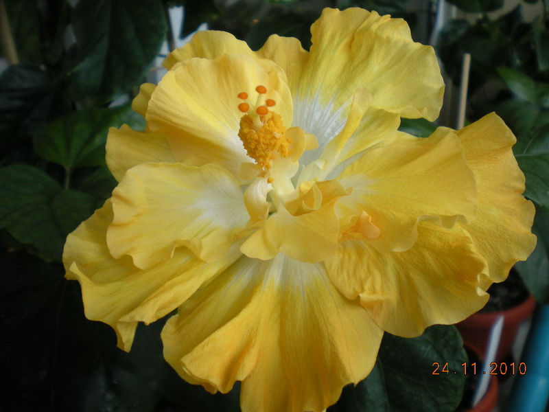 Harvest Moon 001.jpg