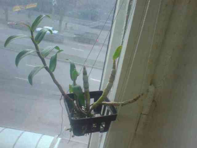 Dendrobium draconis (24/11/2010)